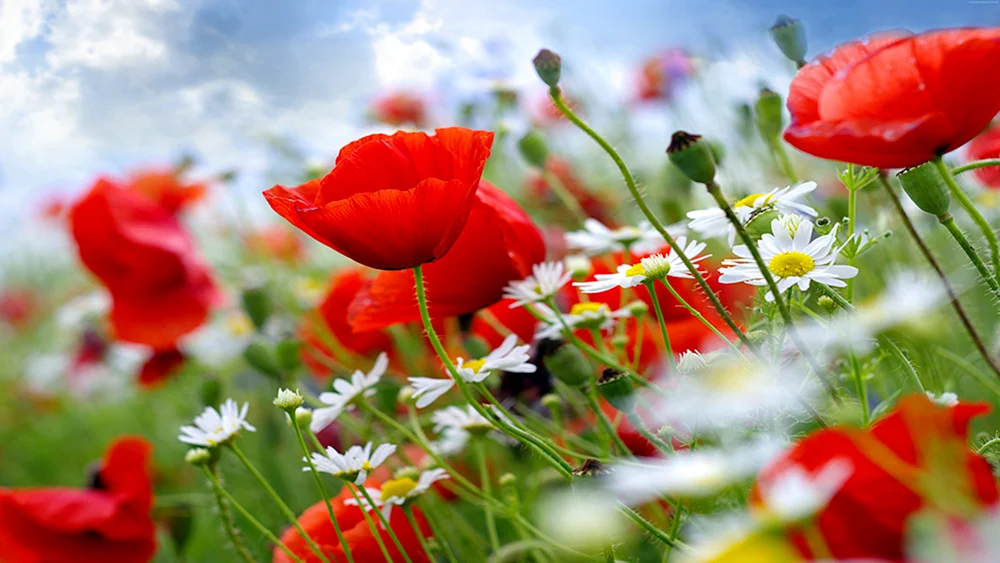 Gänseblümchenblüten