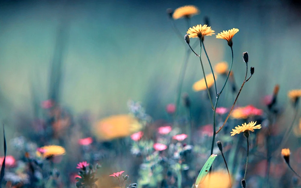 Feldblumen