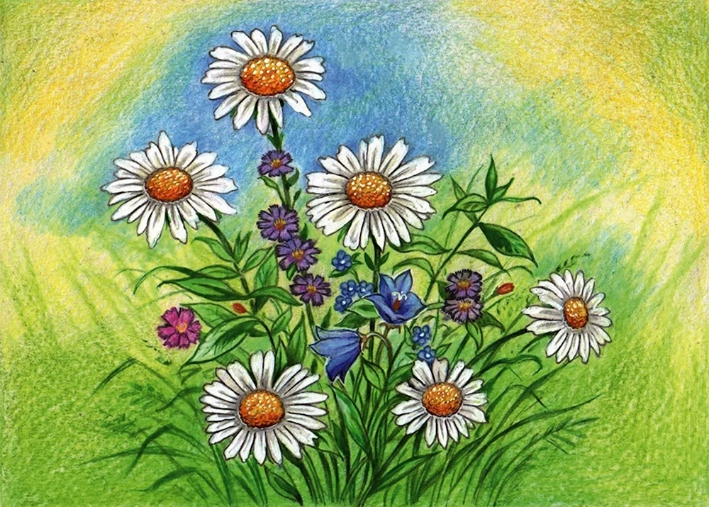 Feldblumen Zeichnung