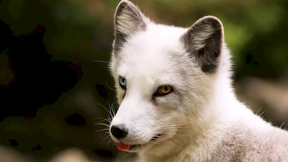 Polarfuchs