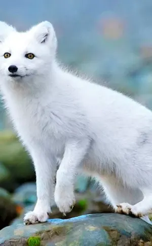 Polarfuchs Polarfuchs Polarfuchs Polarfuchs Polarfuchs Polarfuchs Polarfuchs Polarfuchs Polarfuchs Polarfuchs Polarfuchs Polarfuchs Polarfuchs Polarfuchs Polarfuchs Polarfuchs Polarfuchs Polarfuchs Polarfuchs Polarfuchs Polarfuchs Polarfuchs Gewöhnlicher Polarfuchs Arktischer Fuchs Gewöhnlicher Polarfuchs Gewöhnlicher Polarfuchs Polarfuchs Polarfuchs Nordamerikanischer Fuchs Polarfuchs Heterochromia Fuchs Heterochromia Fuchs Polarfuchs Polarfuchs