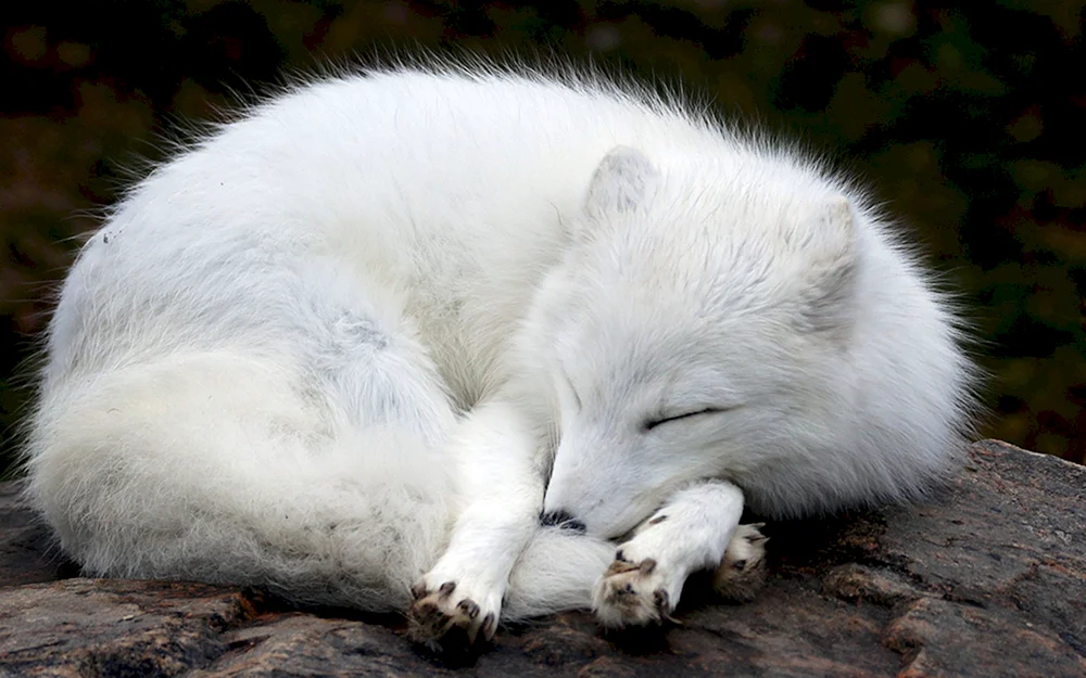 Panther albino