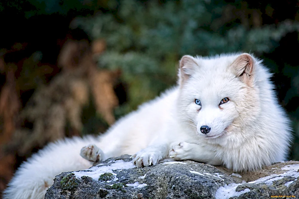 Tundra Polarfuchs