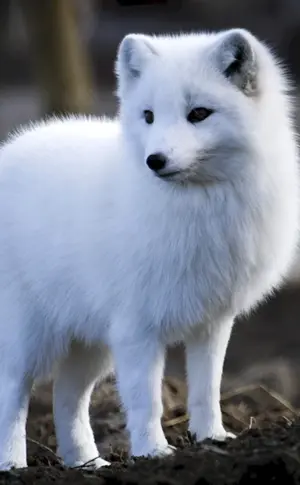 Polarfuchs