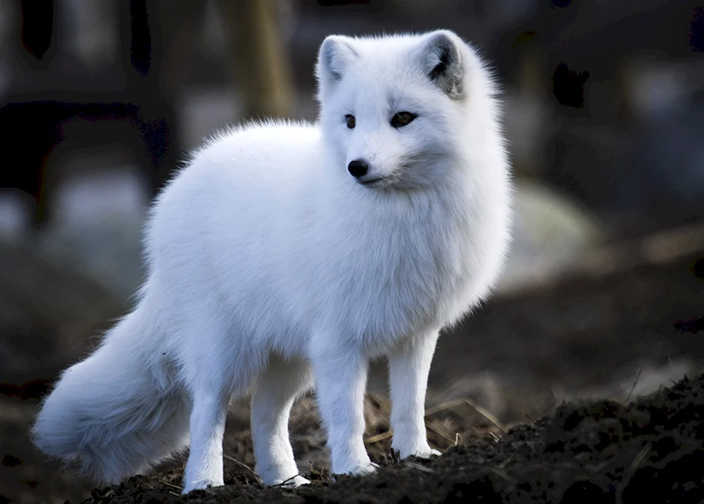 Polarfuchs