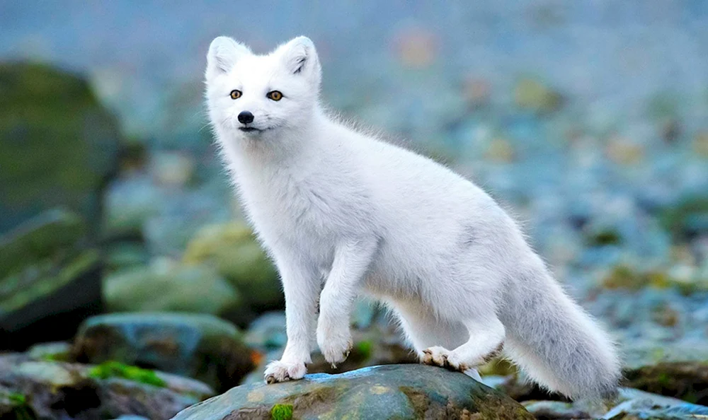 Polarfuchs