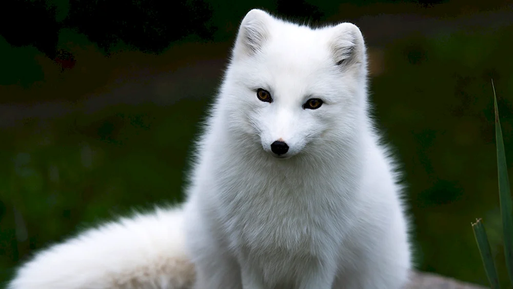 Polarfuchs