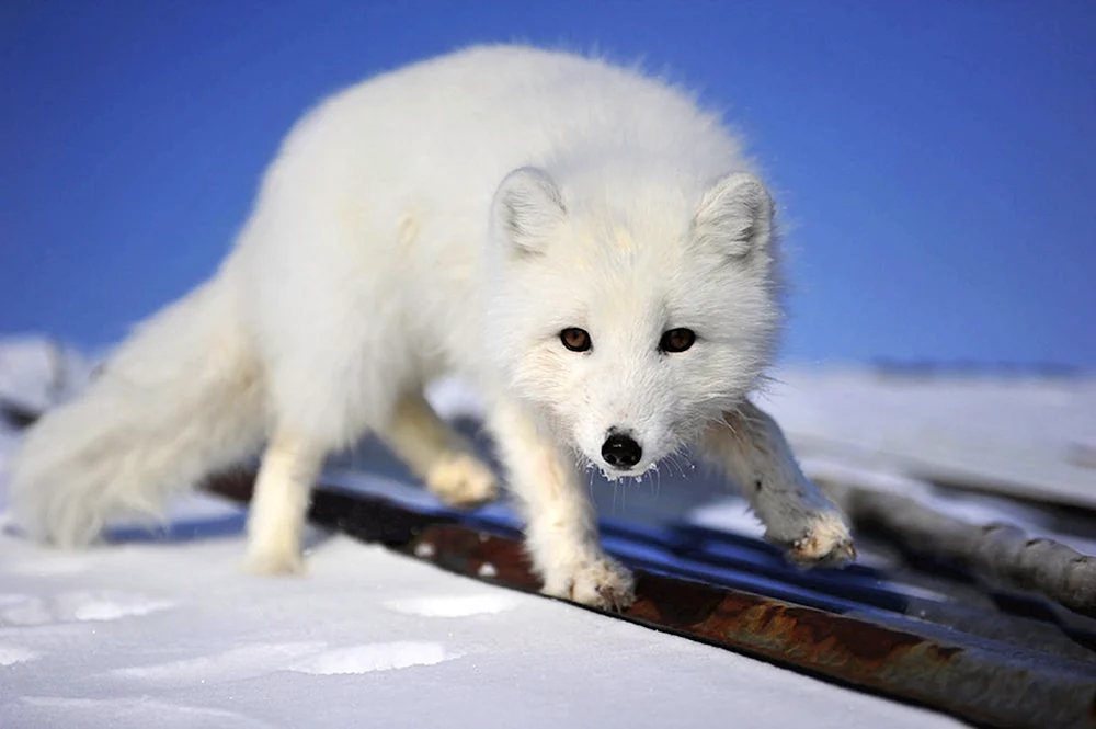 Polarfuchs