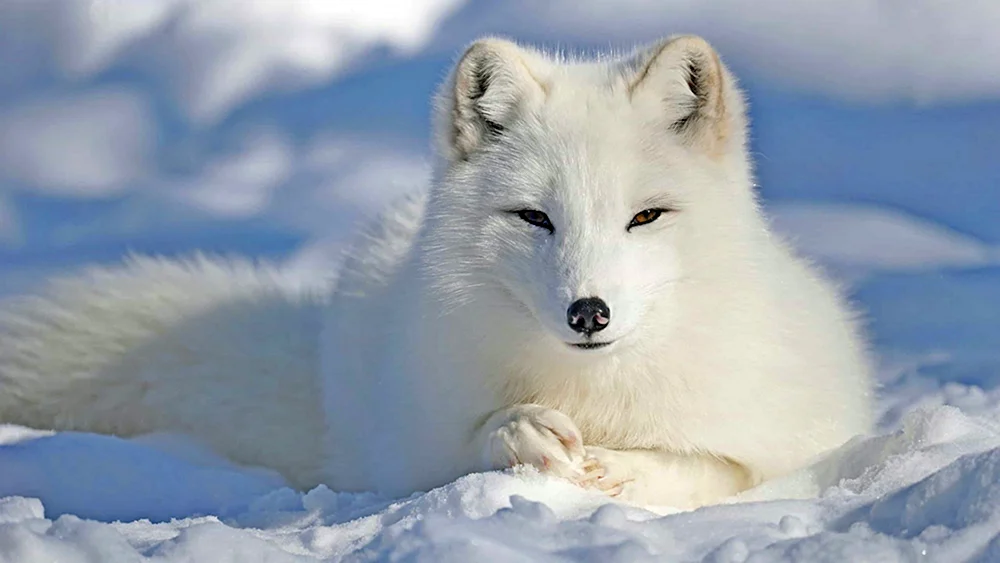 Polarfuchs
