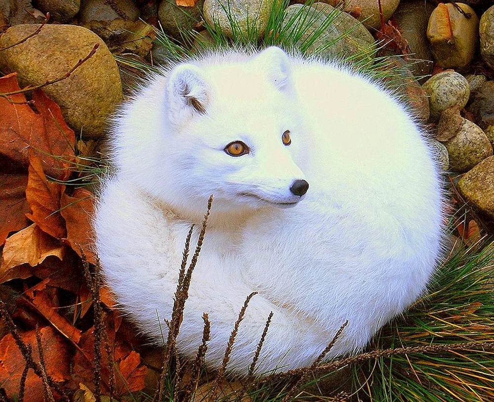 Polarfuchs