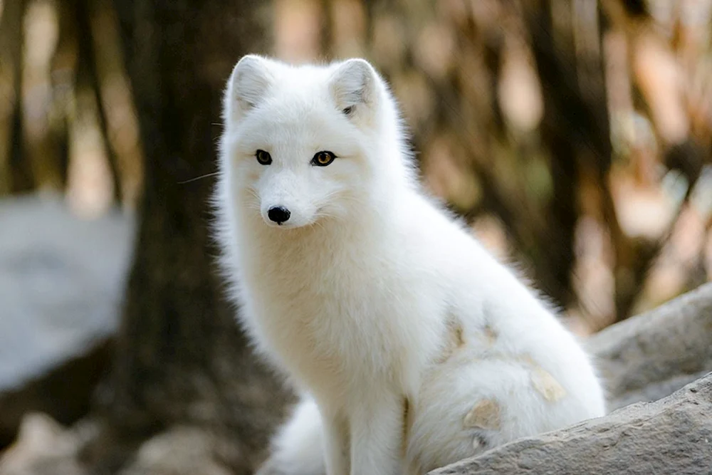 Polarfuchs