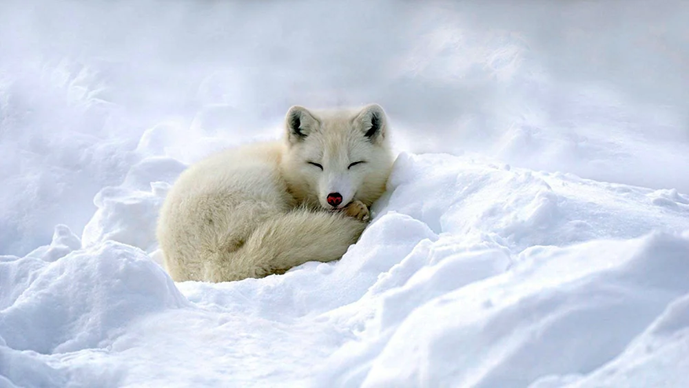 Polarfuchs