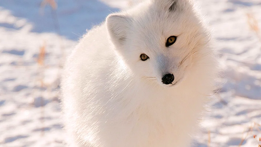 Polarfuchs Polarfuchs Gewöhnlicher Polarfuchs Polarfuchs Polarfuchs Polarfuchs Polarfuchs Polarfuchs Polarfuchs Polarfuchs Polarfuchs Polarfuchs Mednowsky Blue Polarfuchs Polarfuchs in der Arktis Polarfuchs Polarfuchs Polarfuchs Polarfuchs Arktis Polarfuchs Beringischer Polarfuchs Polarfuchs Polarfuchs Polarfuchs Polarfuchs Polarfuchs Polarfuchs Polarfuchs