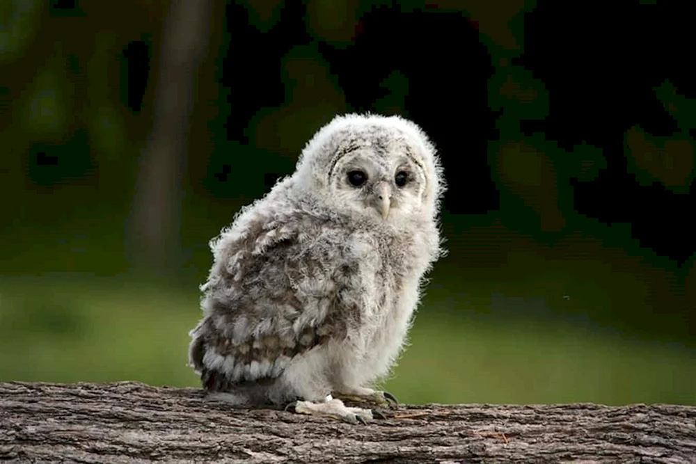 Owl-Sperlingskauz-Kostüm wie man ein Eulenkostüm macht