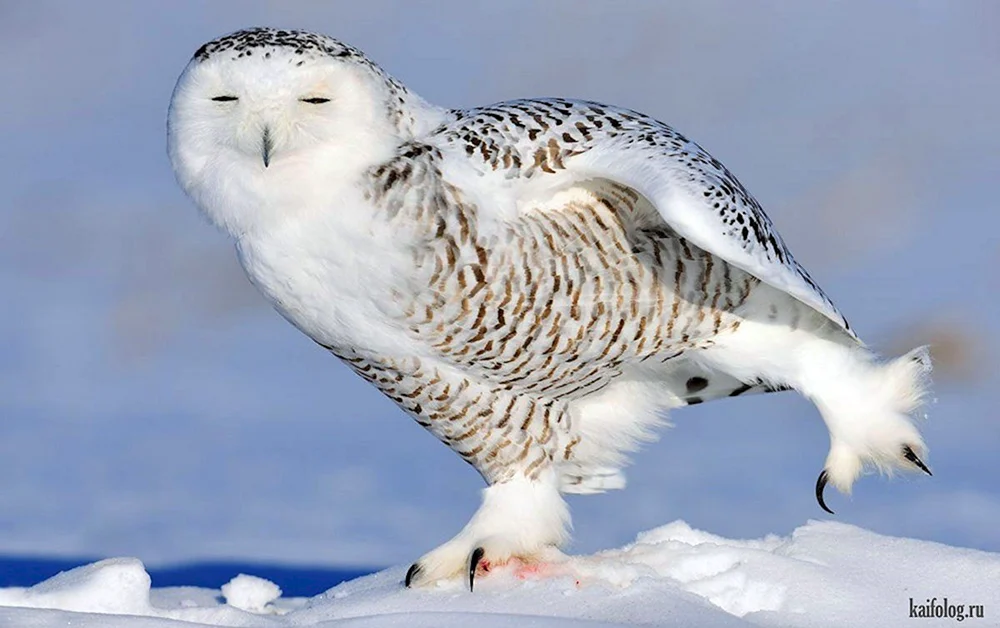 Polareule in der Tundra