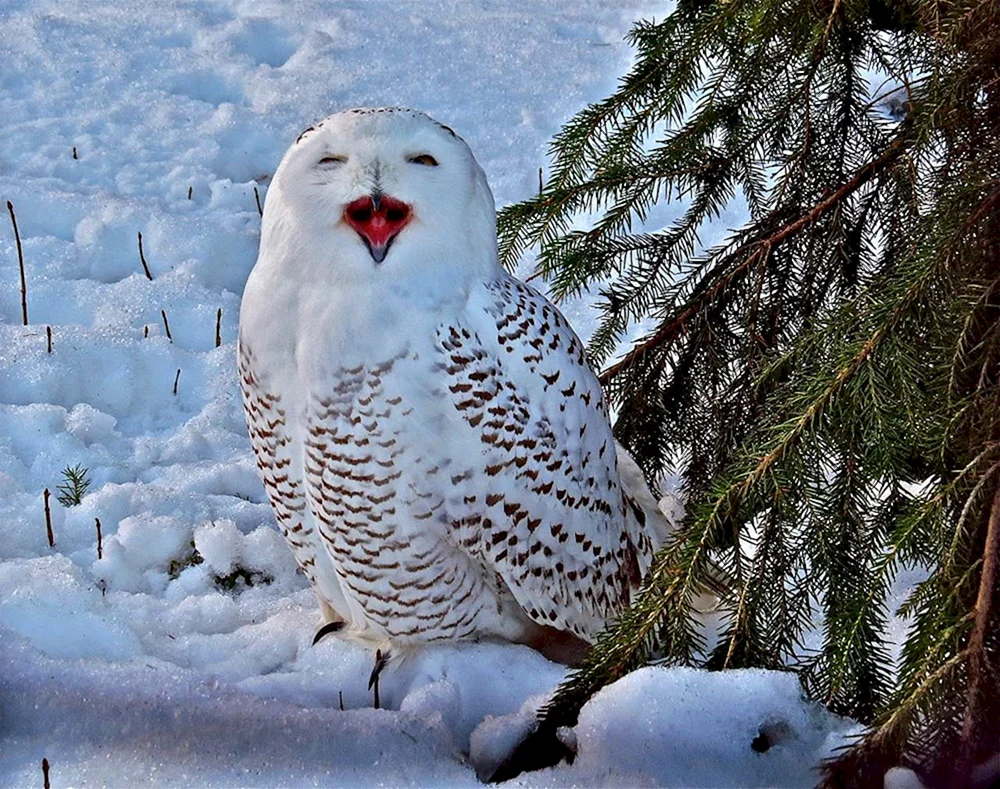 Polarkauz in der Tundra