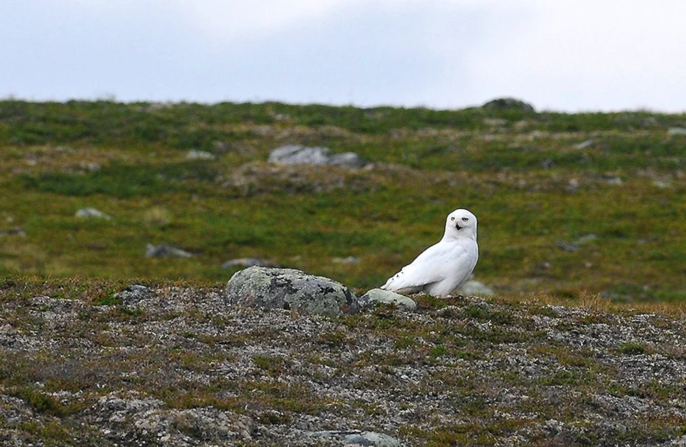 Polareule in der Tundra