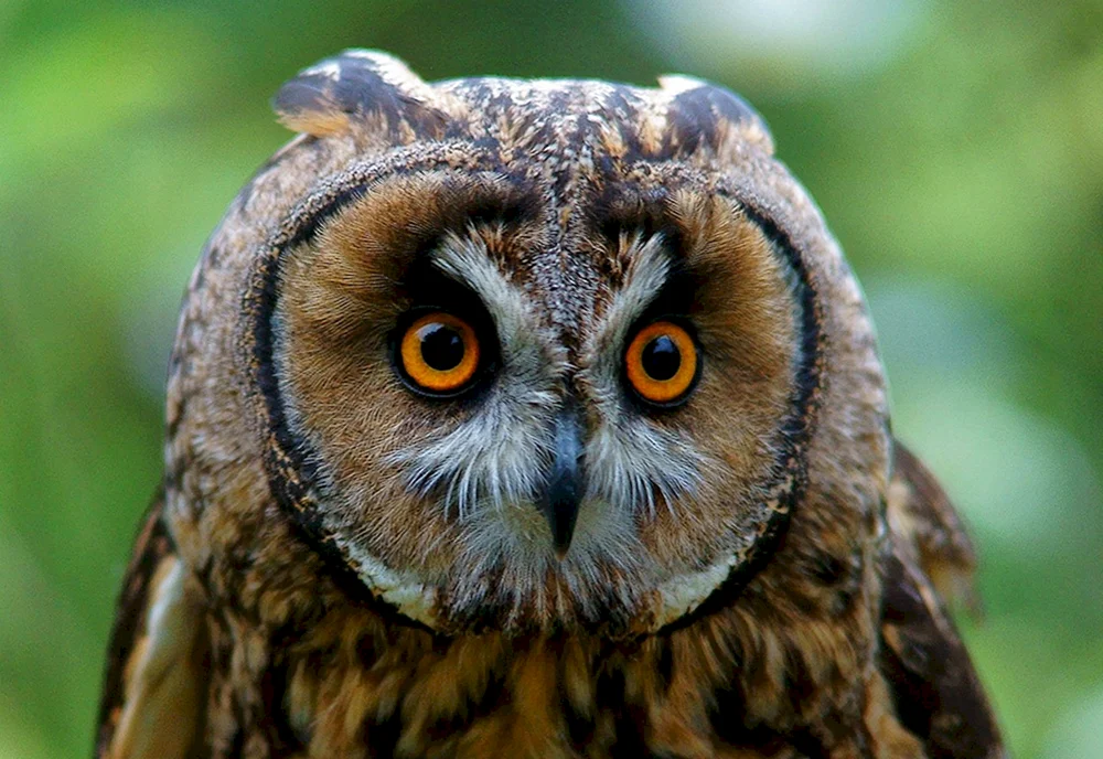 Weißgesichtskauz