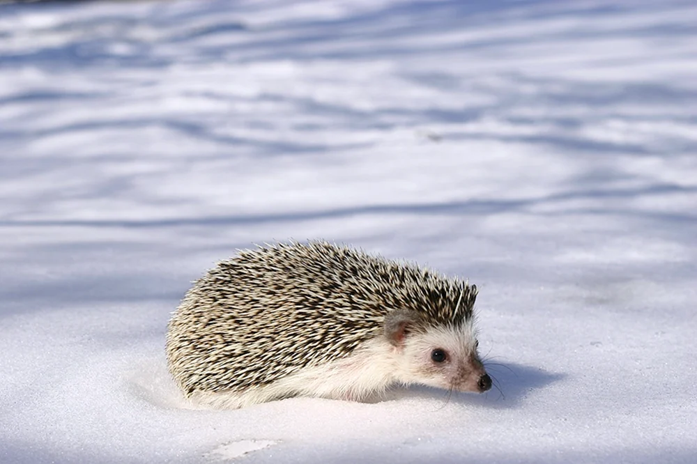 Polar-Igel