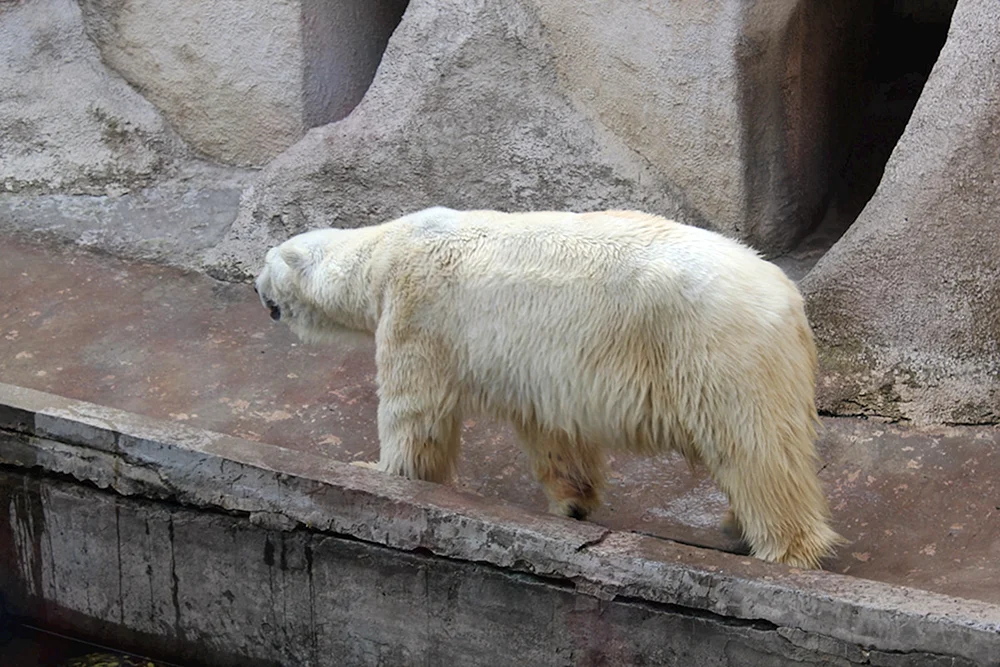 Tiere ohne Fell