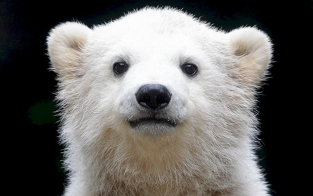 Weißbär