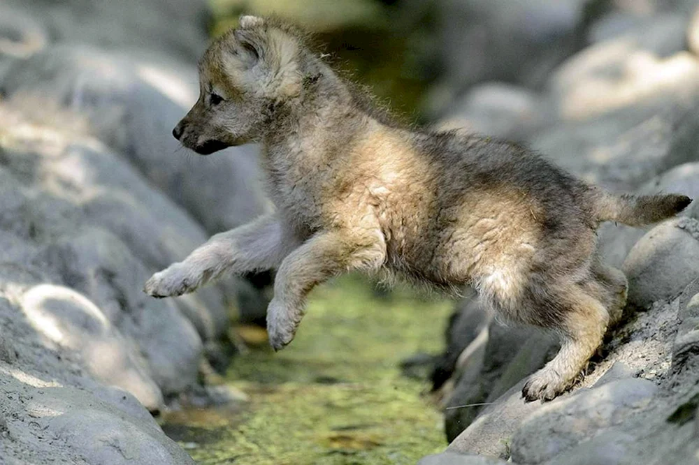 Tschechoslowakischer Wolfshund
