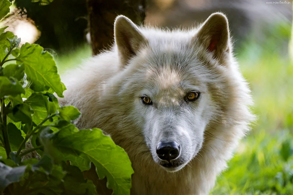 Polarwolf in der Tundra