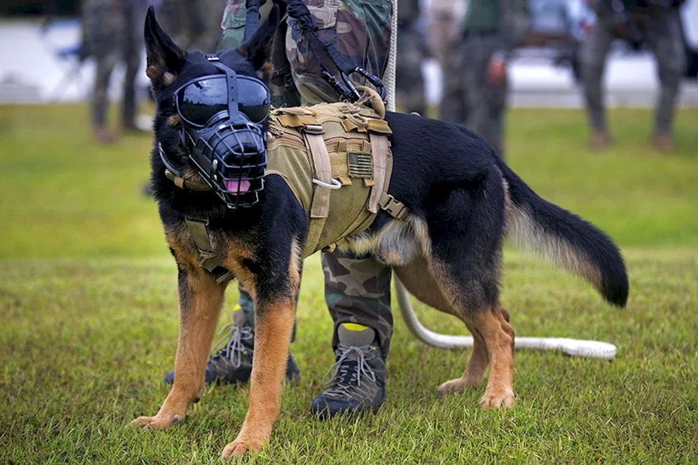 Polizeilicher k9 Deutscher Schäferhund