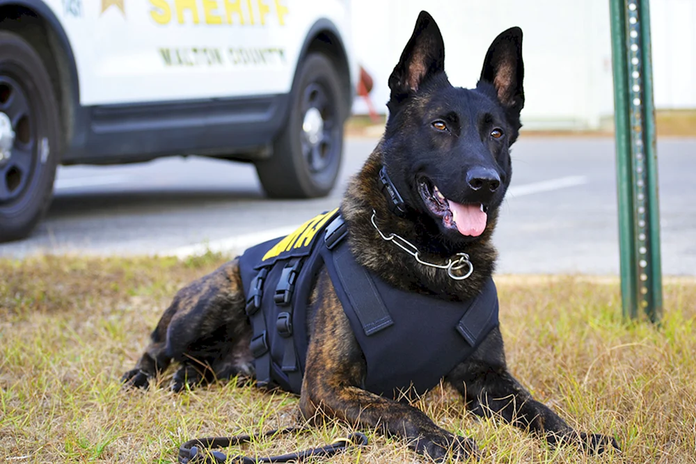 Deutscher Schäferhund Bombenentschärfer