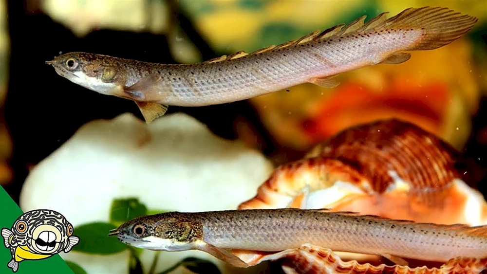 Acanthophthalmus kulya
