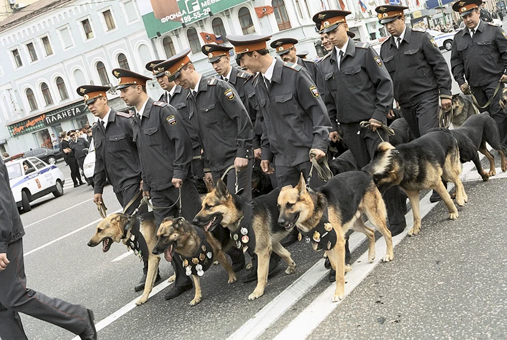 Deutscher Schäferhund Sapper