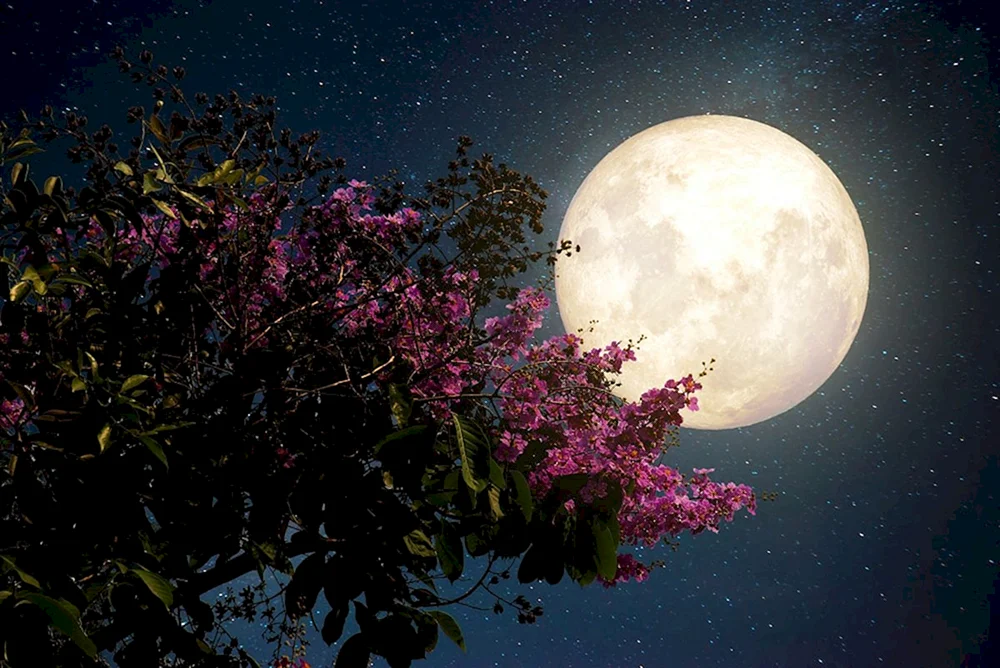 Riesenmond