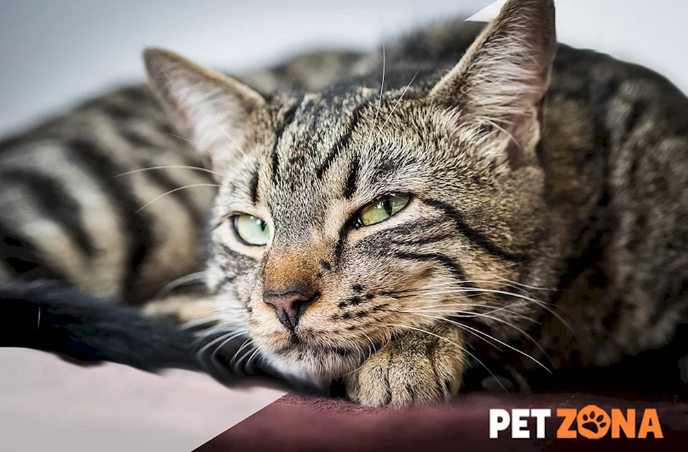 Tabby getigert gestreift