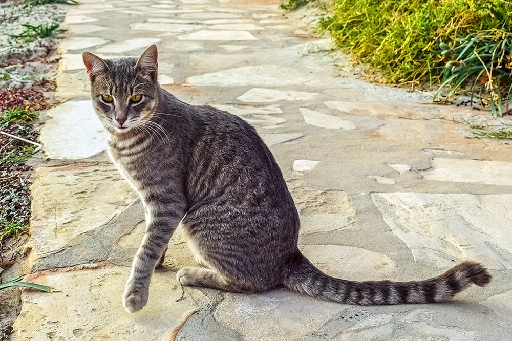 Gestreifte gestreifte Katze