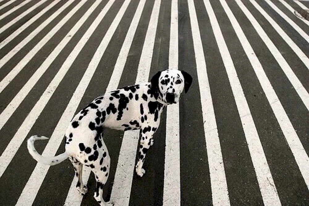 Berner Zennenhund