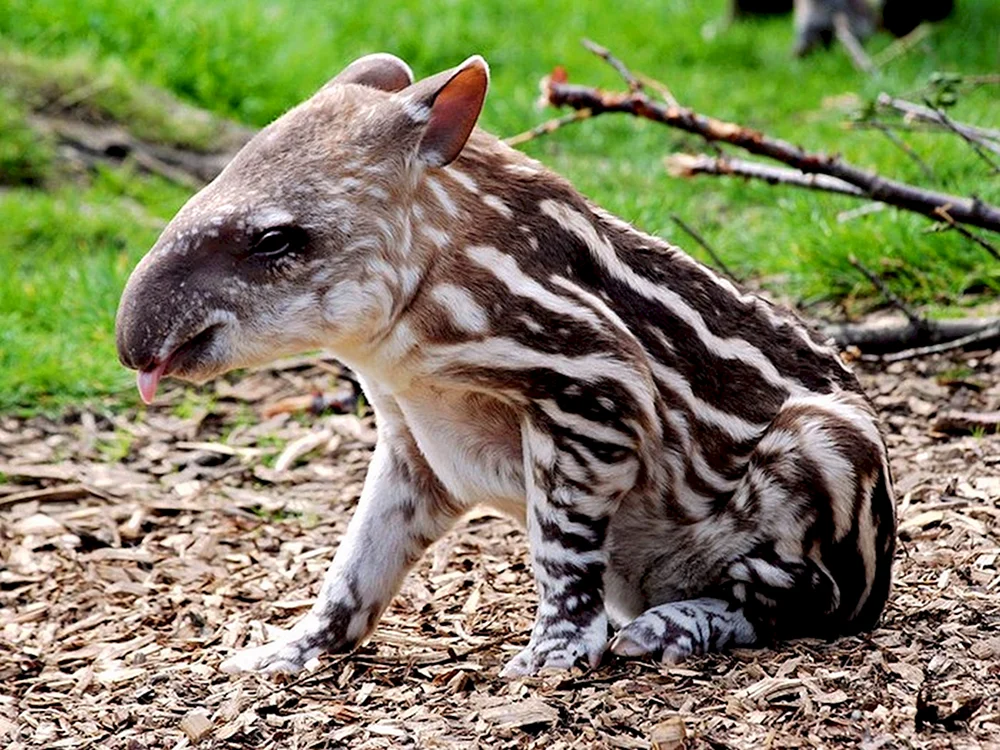 Okapi Waldgiraffe