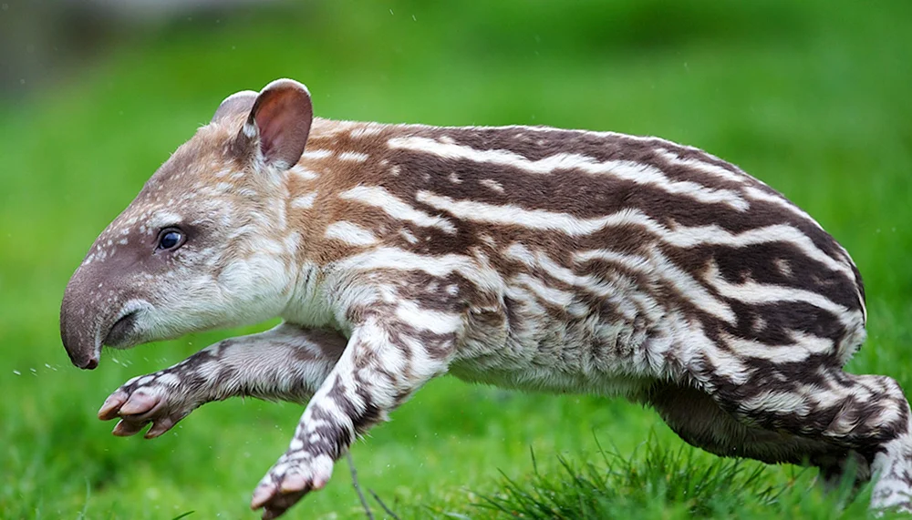 Langschwanzkatze Margai