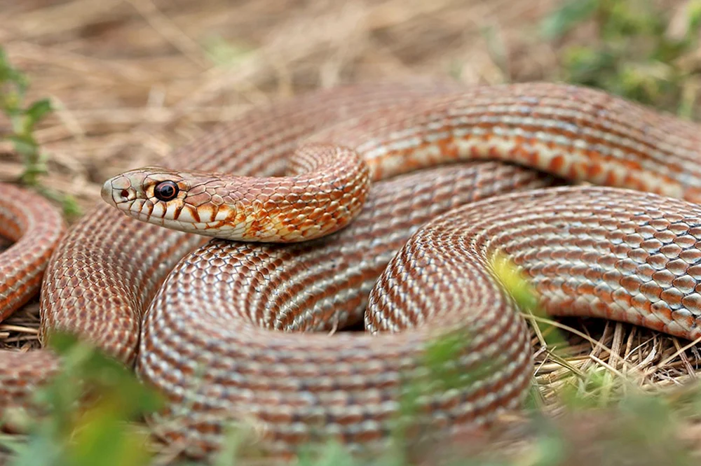 Kaspische Polozoos Dolichophis caspius