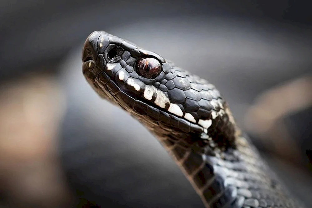 Buschviper Atheris