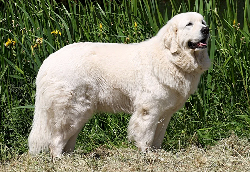 Polnischer Podhale-Schäferhund