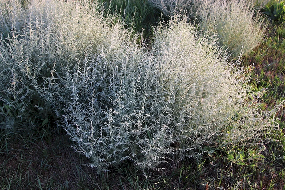 Wermut nigella