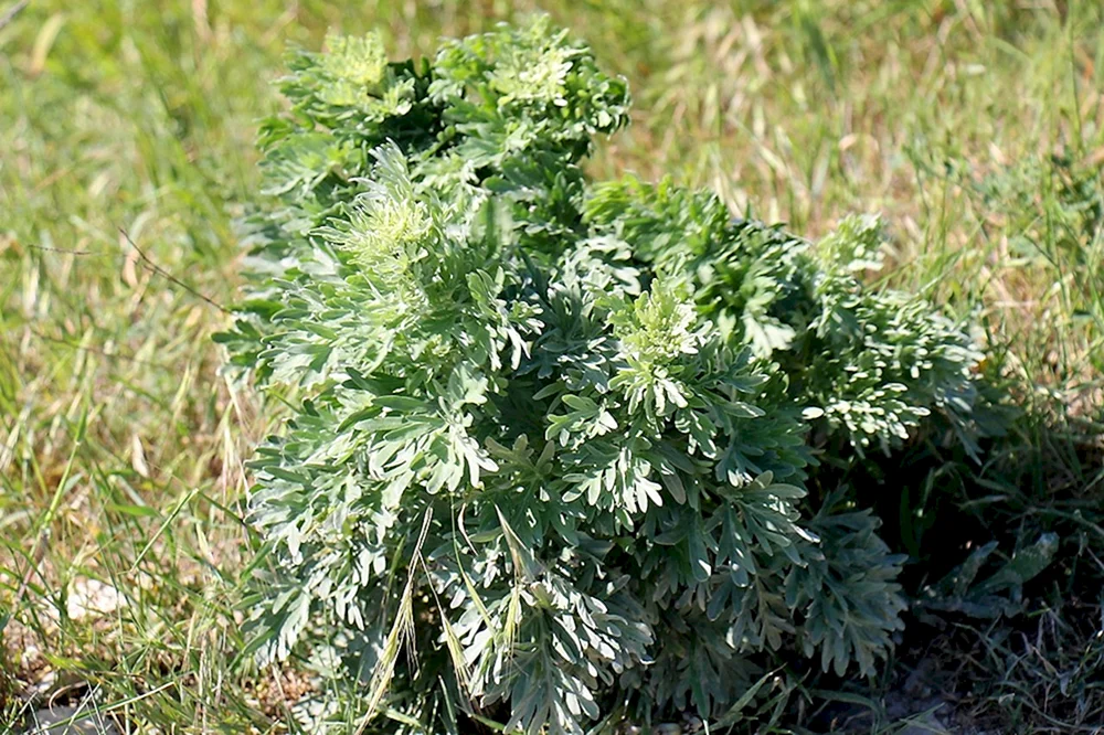 Bitterer Wermut Artemisia absinthium l.