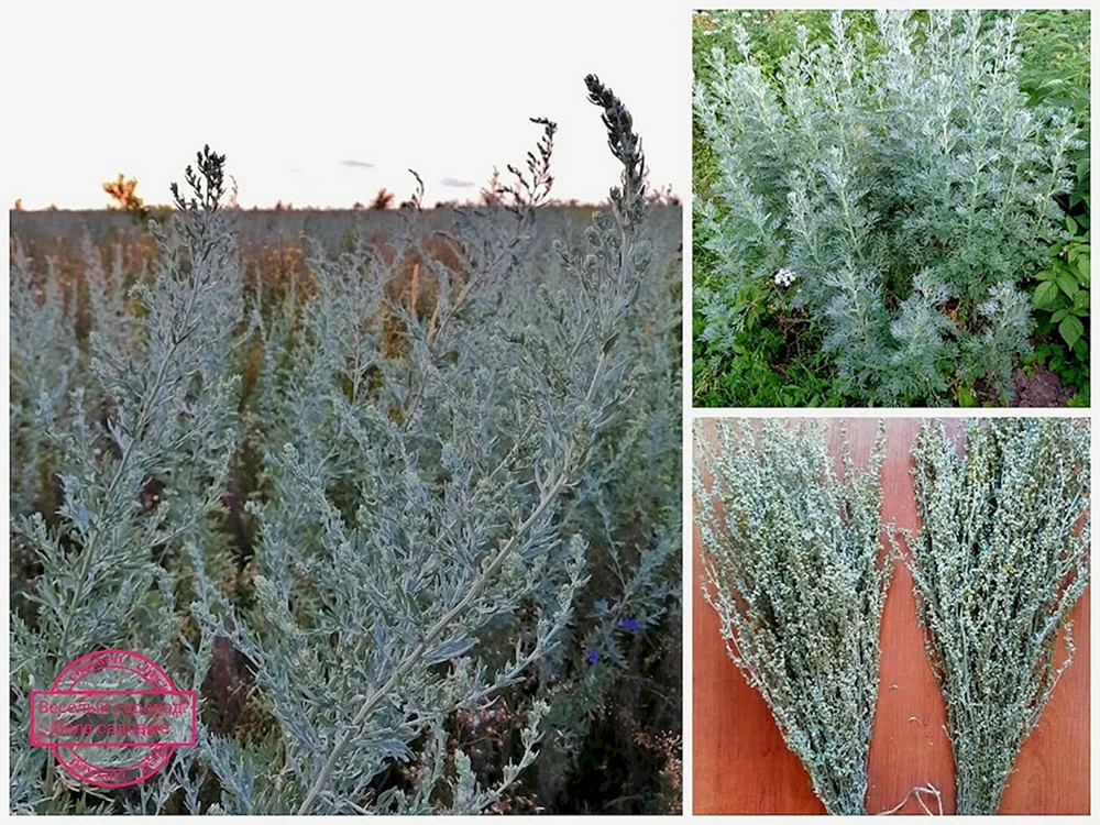 Wermut bitter Artemisia absinthium