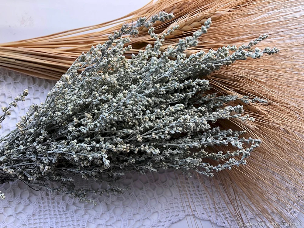 Wermut Barguzinskaya - Artemisia bargusinensis