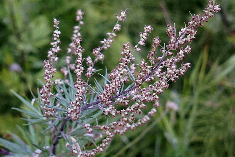 Wermut Artemisia vulgaris l.