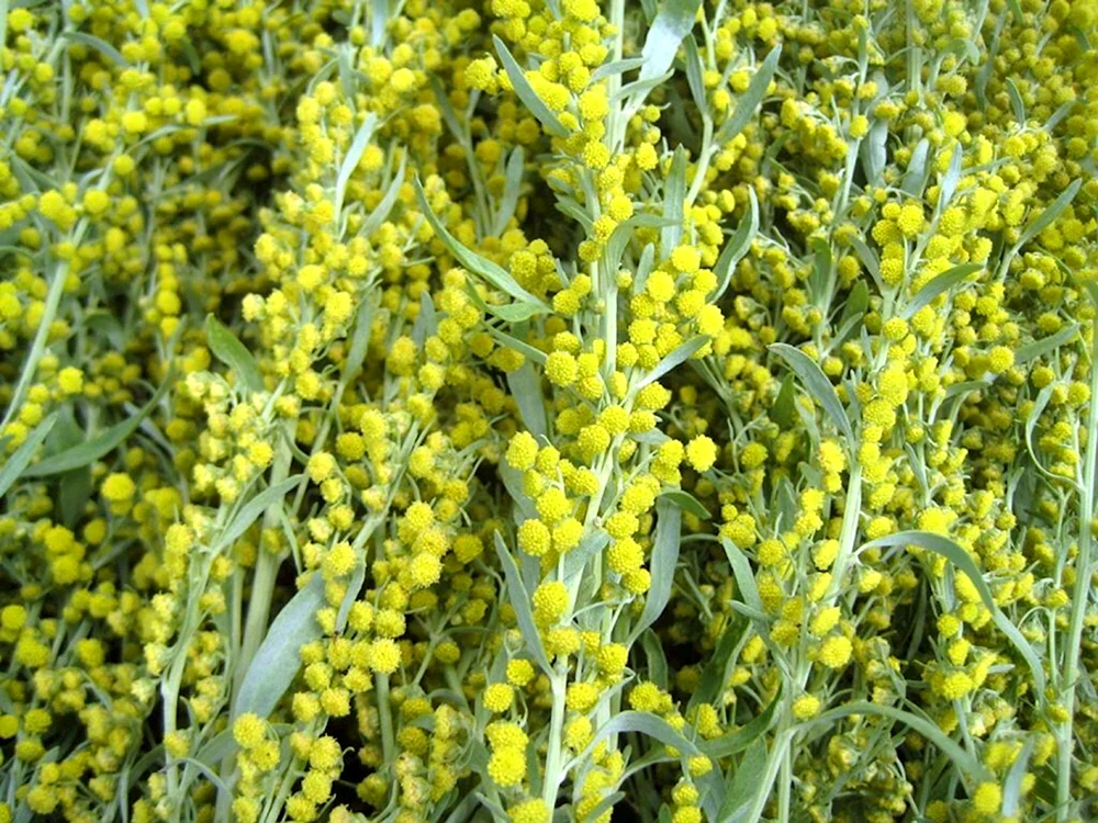 Bittere Artemisia vulgaris