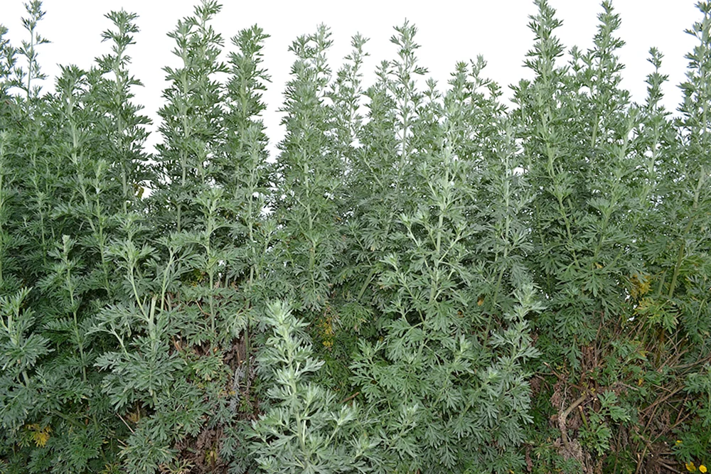 Bitterer Wermut Artemisia absinthium