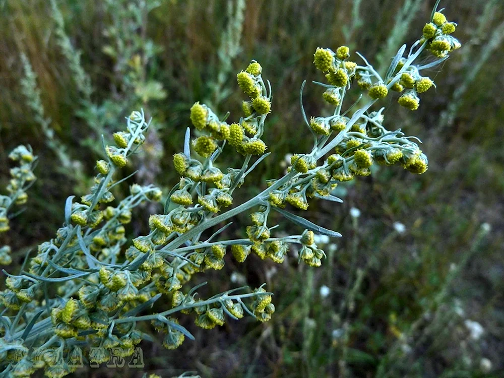 Bitterer Wermut Artemisia absinthium