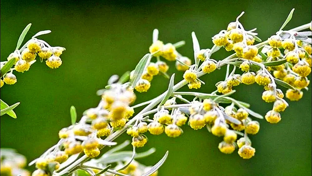 Bitterer Wermut Artemisia absinthium