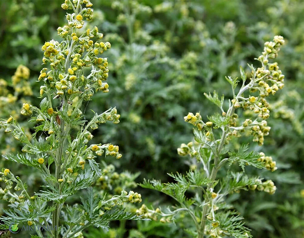 Bittere Artemisia absinthium